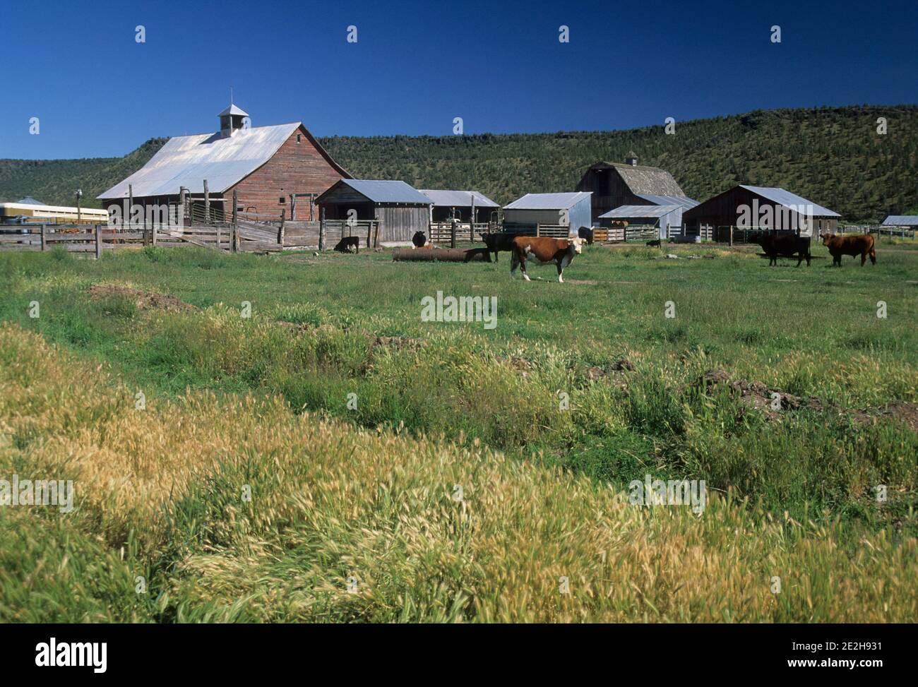 Ranch Barn, Crook County, Oregon Stockfoto