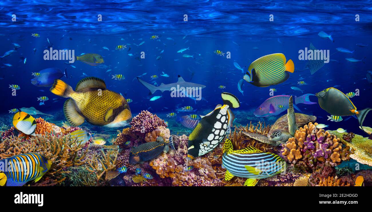 Unterwasser Korallen Riff Landschaft breit Panorama Hintergrund im Tiefblaues Meer mit bunten Fischen Meeresschildkröte und Marine Wildes Leben Stockfoto
