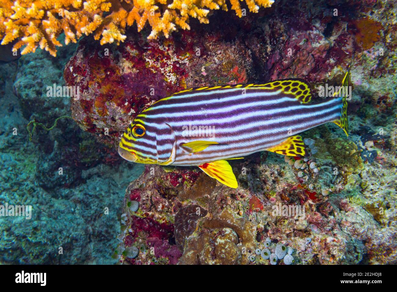 Plectorhinchus vittatus oder der gelbe indische Ozean orientalische Süßlippen Fische in bunten Unterwasser-Korallenriff. Meerestiere Tierwelt Ozean Meer backgro Stockfoto