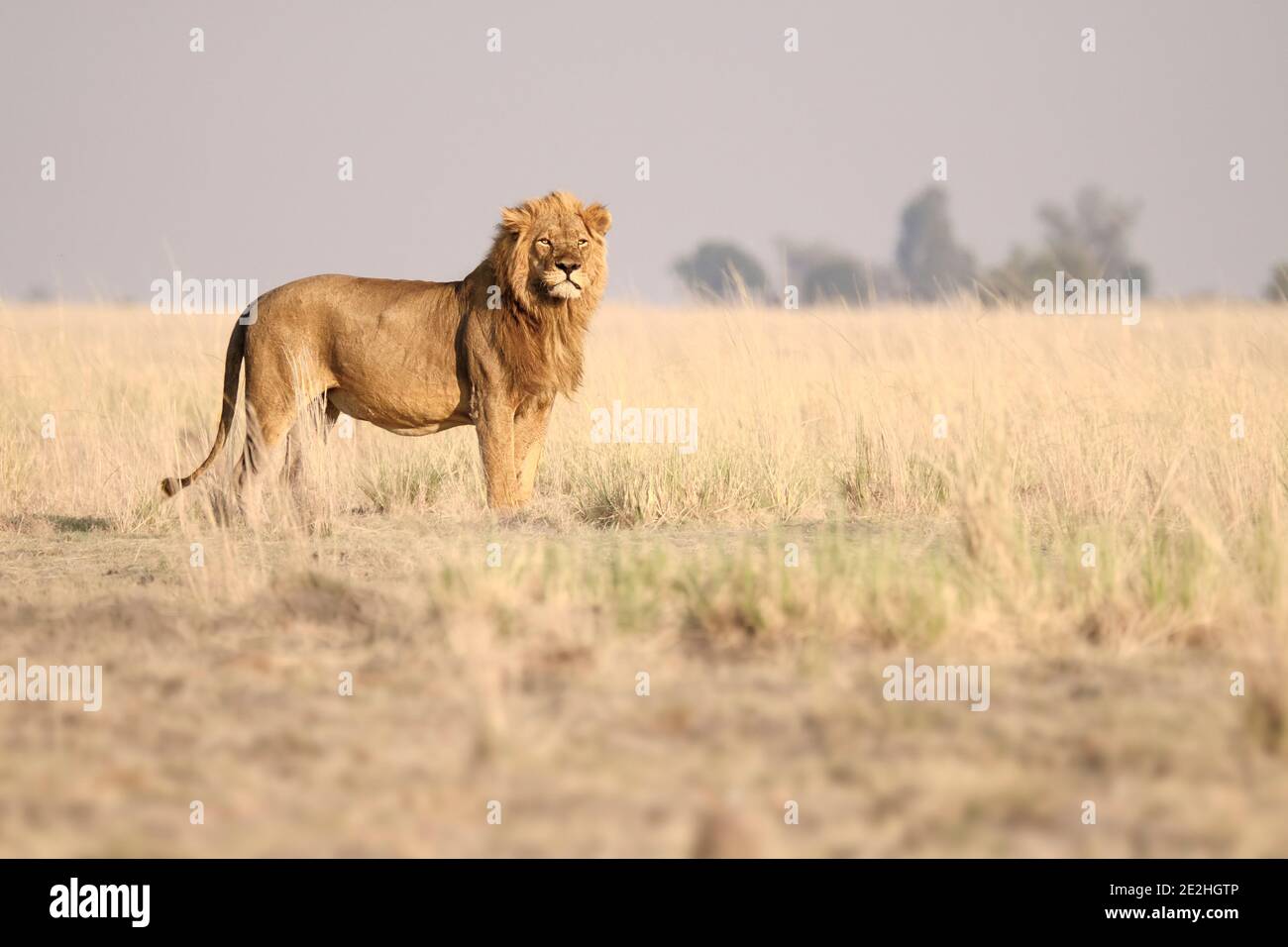 Löwe, Panthera leo, Porträt, Patrouille auf der afrikanischen Savanne. Verschwommener Hintergrund Chobe-Nationalpark, Botsuana, Afrika. Stockfoto