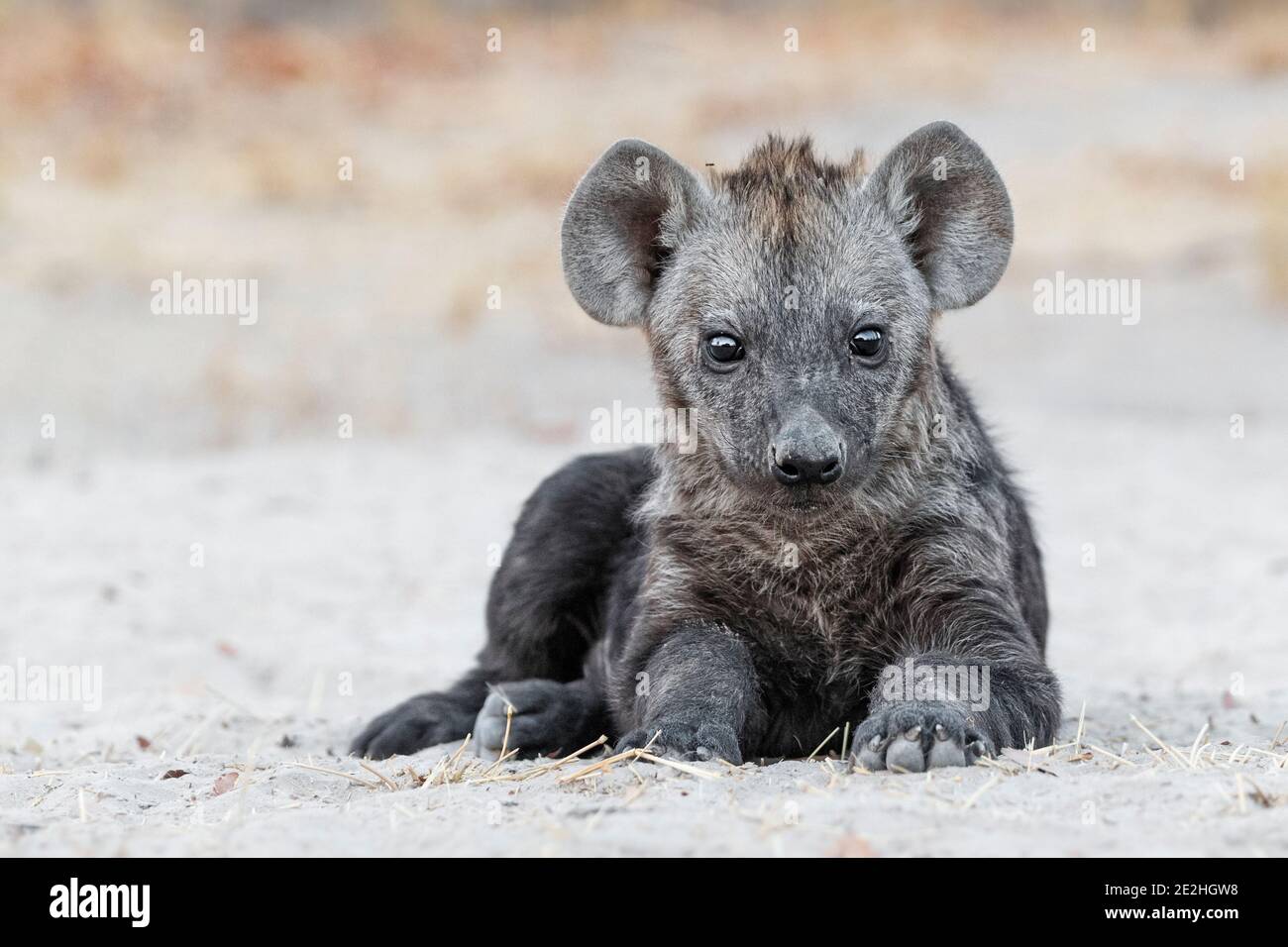 Hyena Pup, (Crocuta crocuta), Porträt. Okavango Delta, Botswana, Afrika Stockfoto