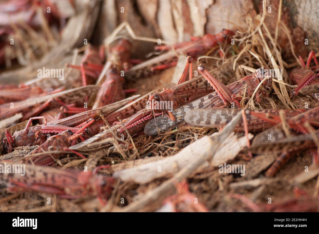 Heuschrecken, die sich von Eukalyptus ernähren - Wüstenheuschrecke Stockfoto