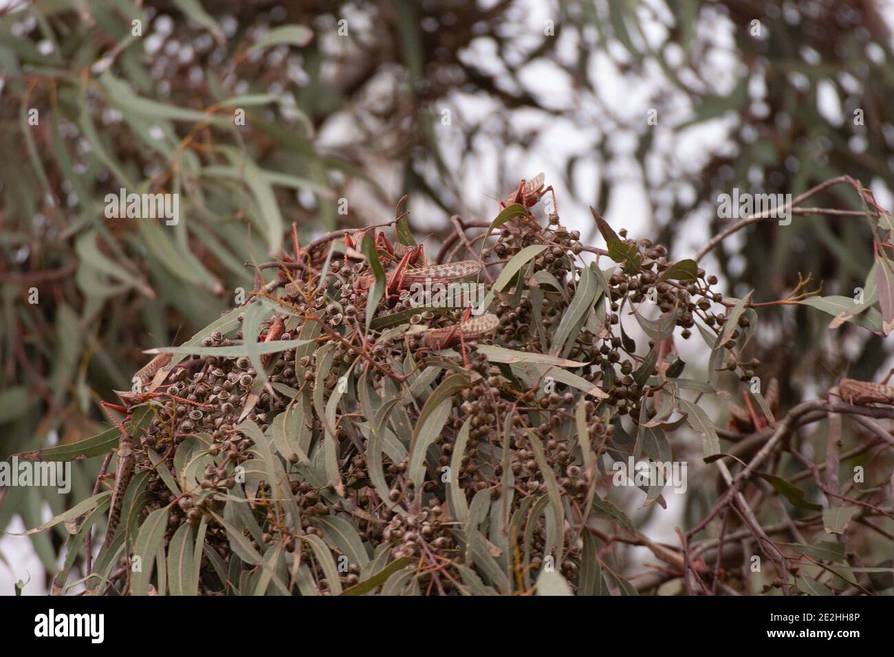 Heuschrecken, die sich von Eukalyptus ernähren - Wüstenheuschrecke Stockfoto