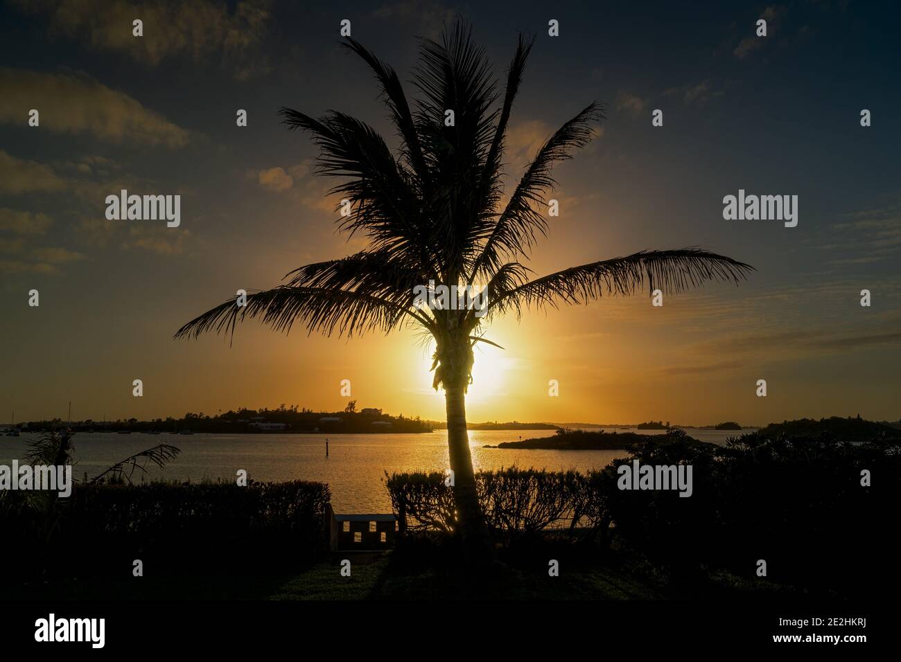 Palmenbaum wurde vor dem Sonnenuntergang über Hamilton Harbour, Bermuda, silhouettiert. Stockfoto