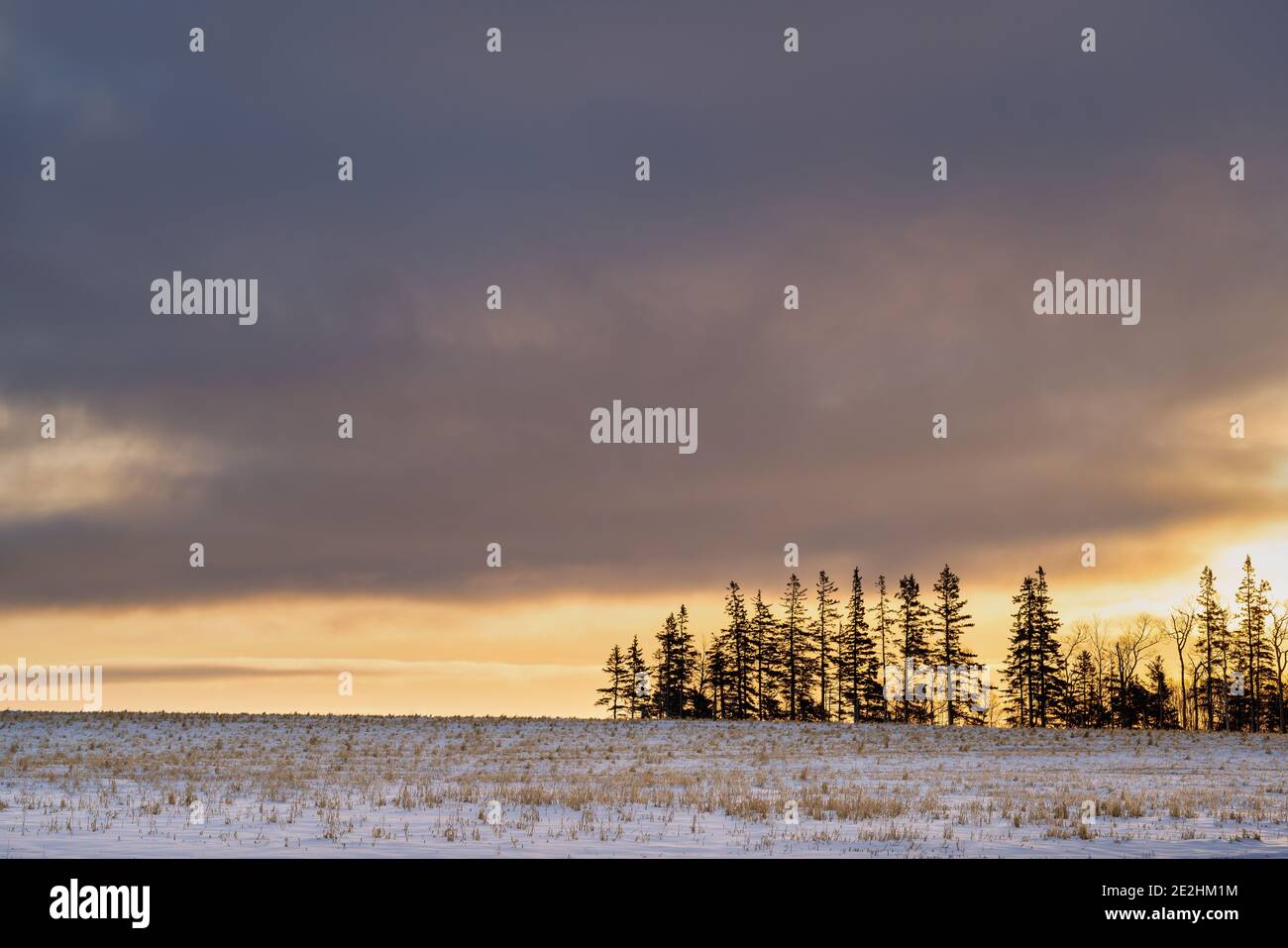 Tagesanbruch über Ackerland im ländlichen Prince Edward Island, Kanada. Stockfoto