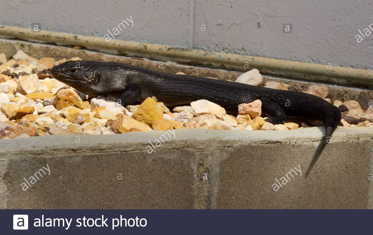 Ein King's Skink (Egernia kingii), sehr dunkelgrau bis schwarz mit Flecken, sonnen sich in der Wärme der Sonne in Albany, Westaustralien Stockfoto