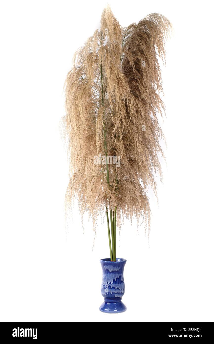 Trockene wilde Rohrblume ist allgemein bekannt als Kans Gras In der Vase auf weißem Hintergrund Stockfoto