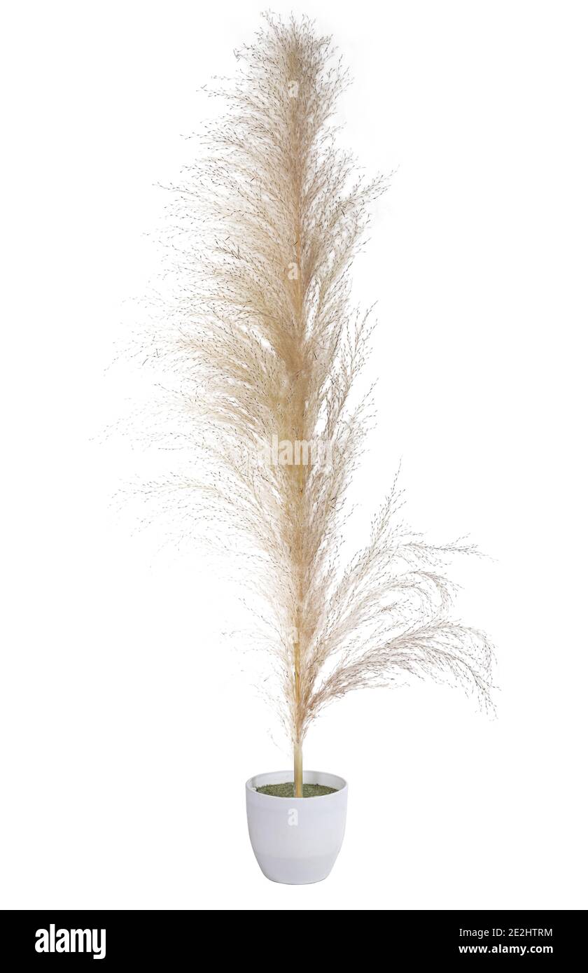 Trockene wilde Rohrblume ist allgemein bekannt als Kans Gras In der Vase auf weißem Hintergrund Stockfoto