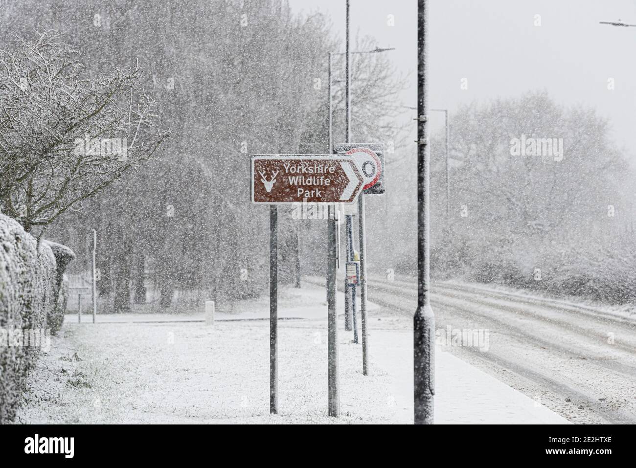 UK Wetter: Doncaster, South Yorkshire - 14 Januar 2021 - Early Morning Snow Hits Yorkshire Wildlife Park, Doncaster, South Yorkshire. Kredit: Michael Jamison/Alamy Live Nachrichten Stockfoto