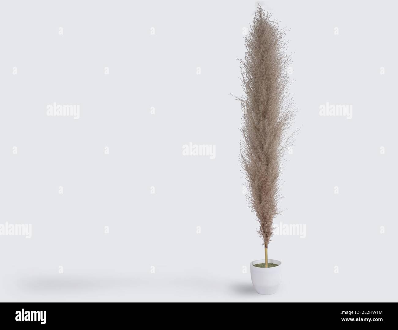 Trockene wilde Rohrblume ist allgemein bekannt als Kans Gras In der Vase auf weißem Hintergrund Stockfoto