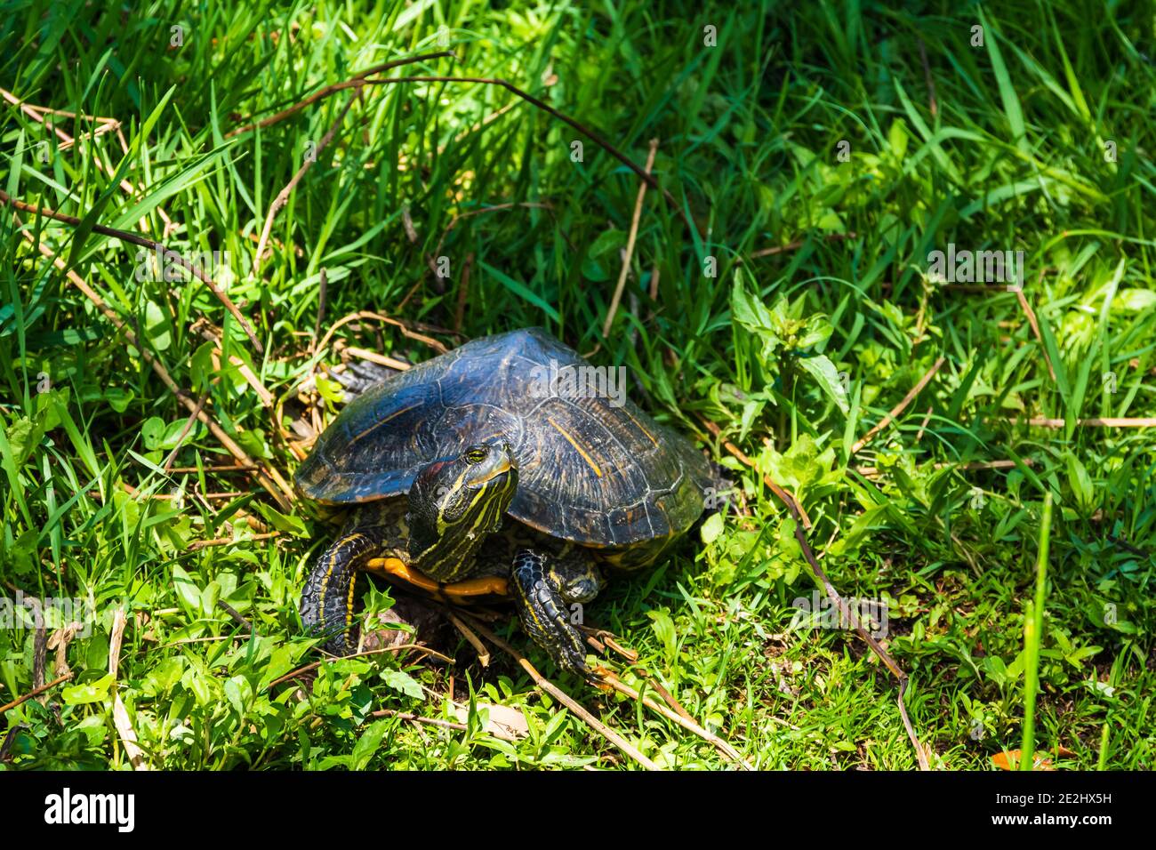 Eine östliche Hühnerschildkröte kriecht an einem heißen Nachmittag in Central Florida durch das Gras, um zu einem nahe gelegenen Teich zu gelangen. Stockfoto