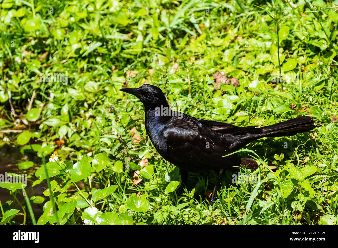 Ein männlicher Grackle mit seinen in der Sonne schimmernden Federn Steht im Gras neben einem Teich auf einem Heißer Central Florida Tag Stockfoto