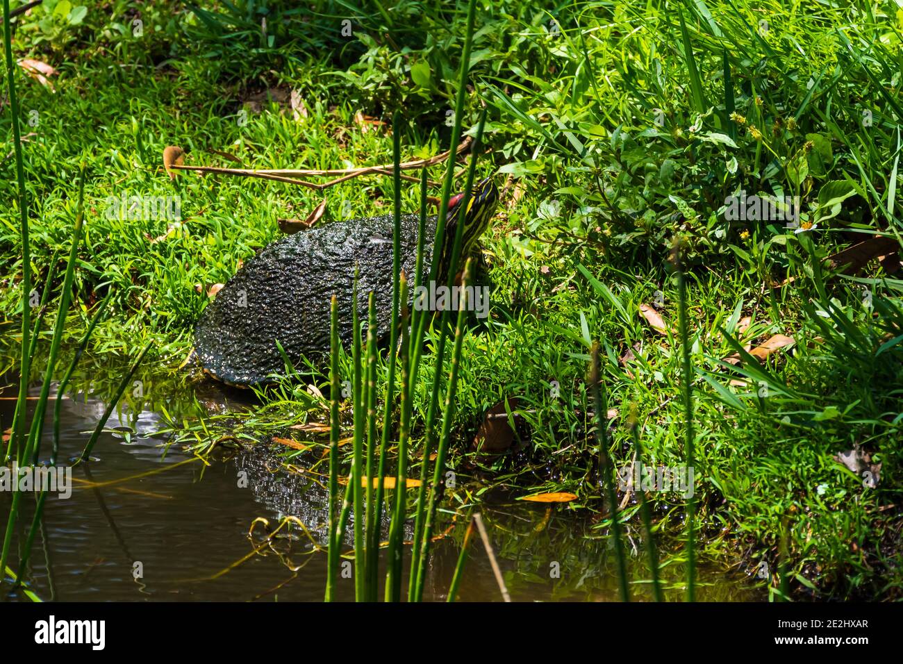 Eine Schildkröte kriecht von einem Teich zum hohen Gras In der Nähe Stockfoto