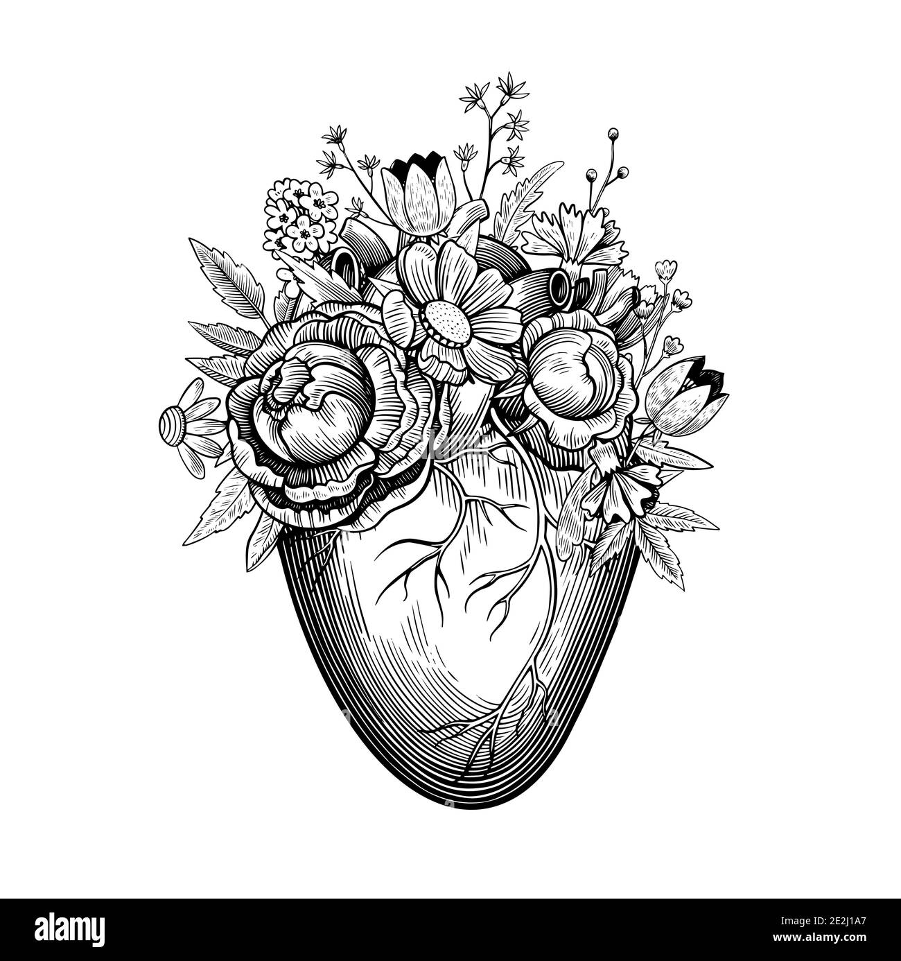 Viktorianische anatomische zeichnung Stock-Vektorgrafiken kaufen - Alamy
