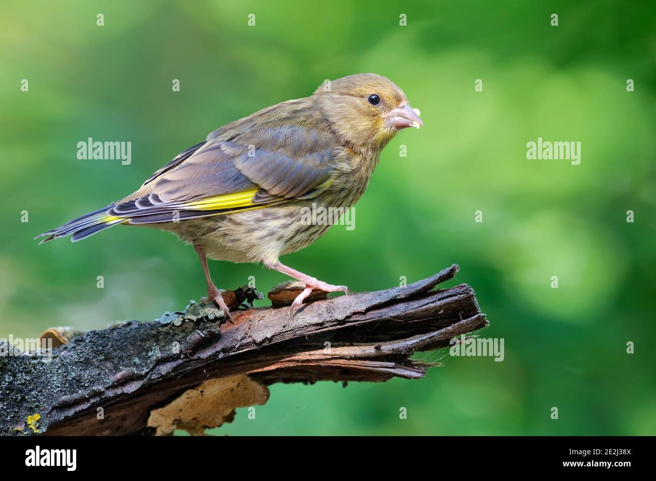 Junger europäischer Grünfink (Chloris chloris) Sitzen auf trockenen alt aussehenden Ast mit sauberen grünen Hintergrund Stockfoto