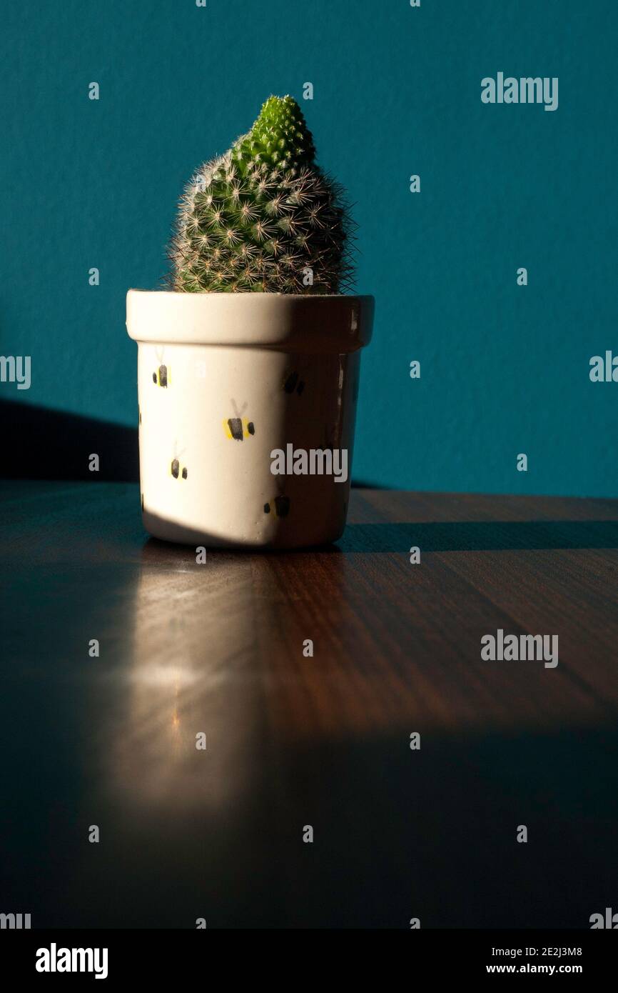 Kaktus auf Holzplatte Stockfoto