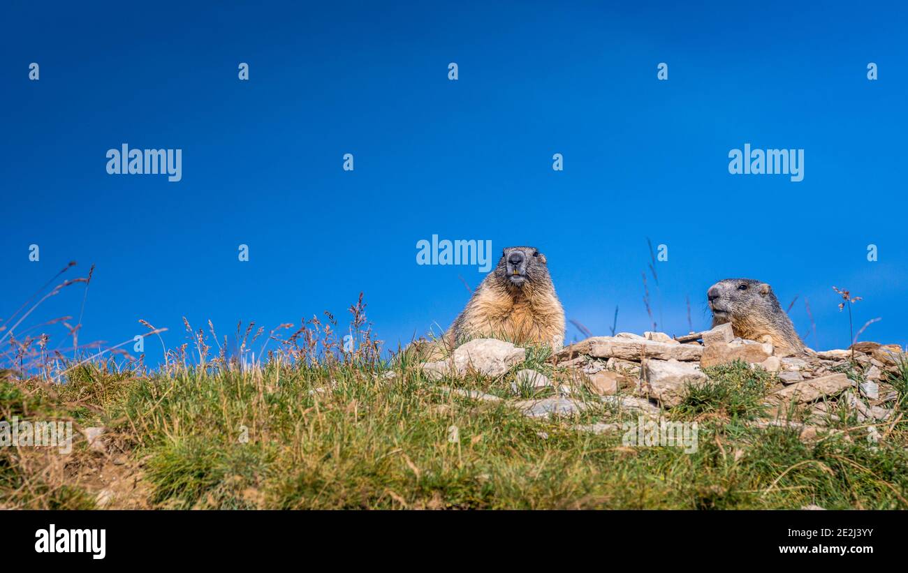 Marmot, Tour du Queyras, Queyras, Französische Alpen, Frankreich Stockfoto