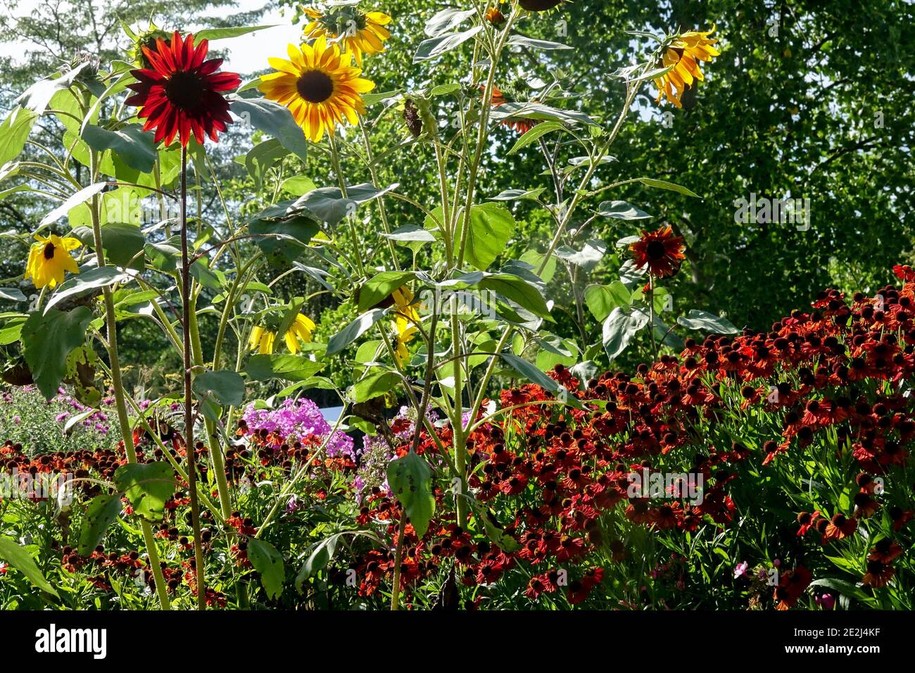 Garten im Spätsommer Sonnenblumen Helenium, krautiger August farbenfrohe¨-Grenzpflanzen im üppigen Garten Stockfoto