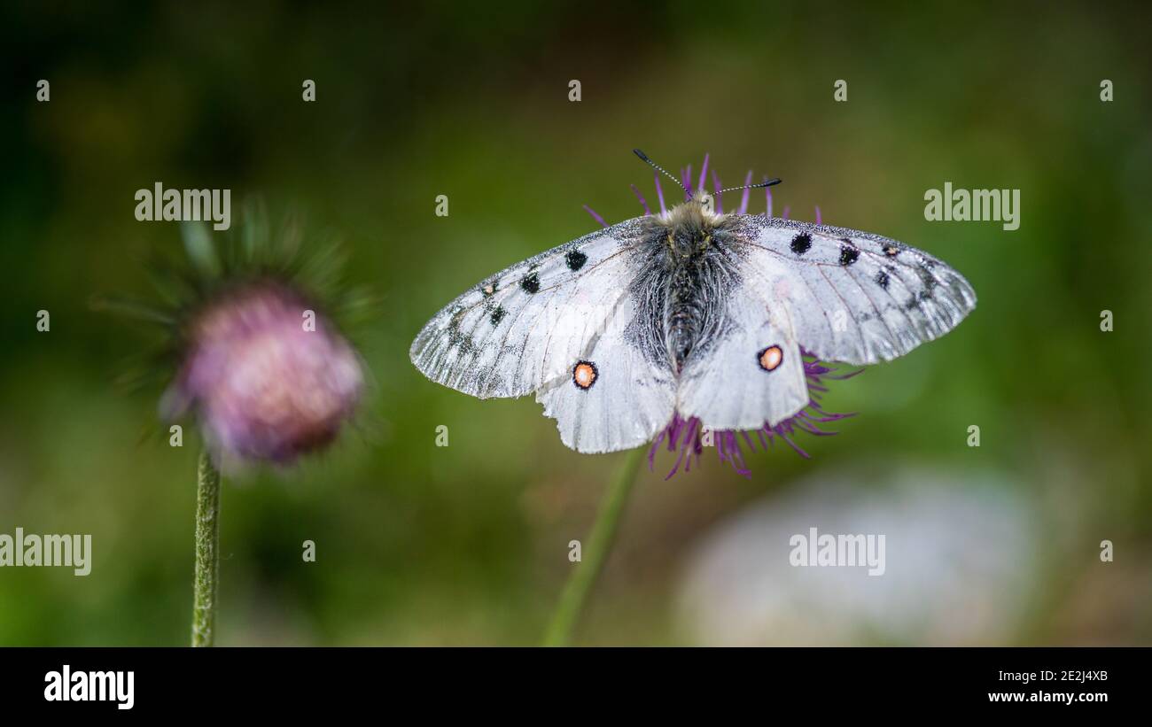 Apollo Schmetterling, Tour du Queyras, Queyras, Französische Alpen, Frankreich Stockfoto