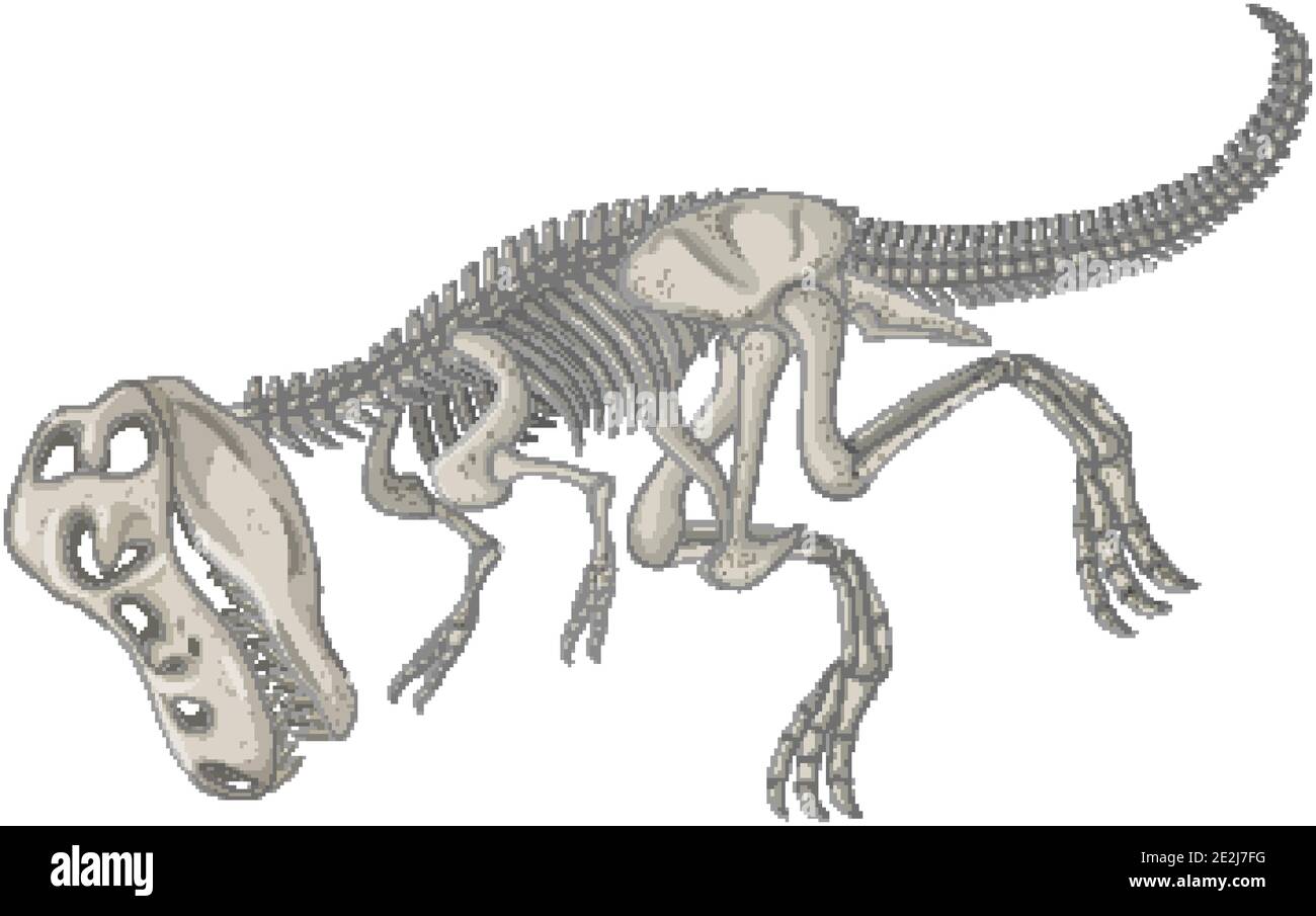 Vollständige Dinosaurier-Skelette auf weißem Hintergrund Illustration Stock Vektor