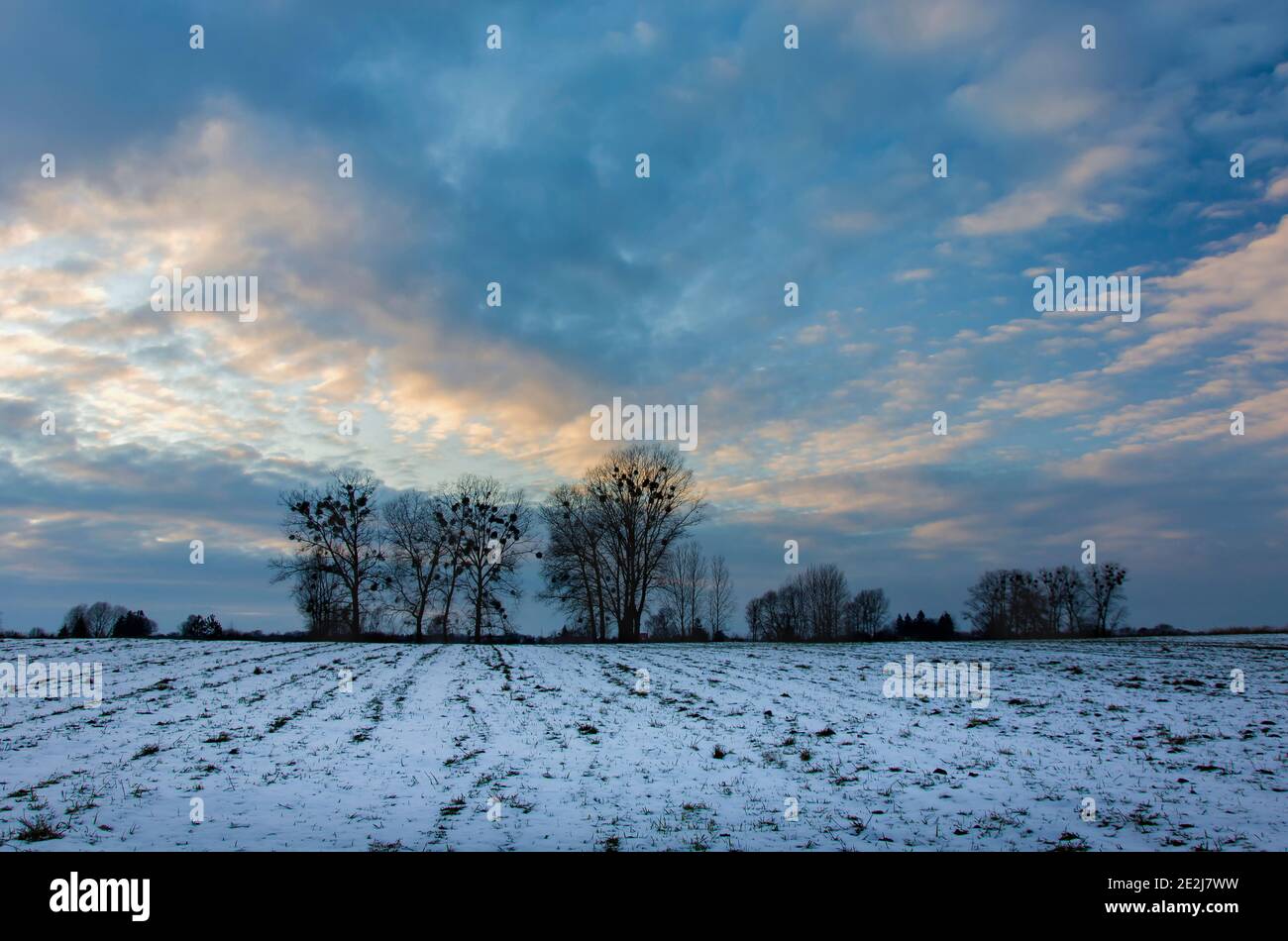 Schnee auf dem Feld, Bäume und der Abendhimmel, Winter ländlichen Blick Stockfoto