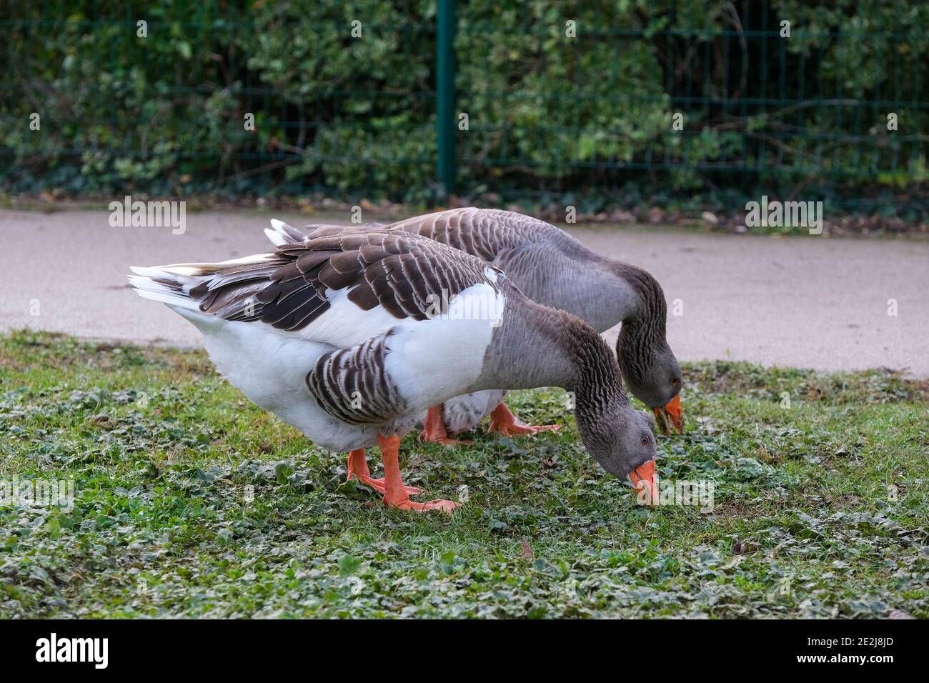 Die Vogelgrippe, von der derzeit der Südwesten Frankreichs betroffen ist, ist laut den Behörden „außer Kontrolle“. Von Enten- und Gänsefarmen betroffen seit Anfang Dezember beginnt im Département Landes die massive Schlachtung von Herden, gefolgt von Gers, Pyrenees-Atlantiques und Hautes-Pyrenees. Der Ursprung dieser Grippe, die dritte in fünf Jahren, ist mit Zugvögeln verbunden und ist schwer zu kontrollieren. 14. Januar 2020, Gers, Frankreich. Foto von Patrick Batard/ABACAPRESS.COM Stockfoto