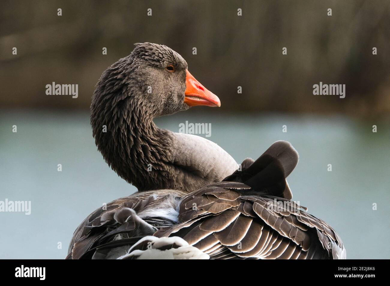 Die Vogelgrippe, von der derzeit der Südwesten Frankreichs betroffen ist, ist laut den Behörden „außer Kontrolle“. Von Enten- und Gänsefarmen betroffen seit Anfang Dezember beginnt im Département Landes die massive Schlachtung von Herden, gefolgt von Gers, Pyrenees-Atlantiques und Hautes-Pyrenees. Der Ursprung dieser Grippe, die dritte in fünf Jahren, ist mit Zugvögeln verbunden und ist schwer zu kontrollieren. 14. Januar 2020, Gers, Frankreich. Foto von Patrick Batard/ABACAPRESS.COM Stockfoto