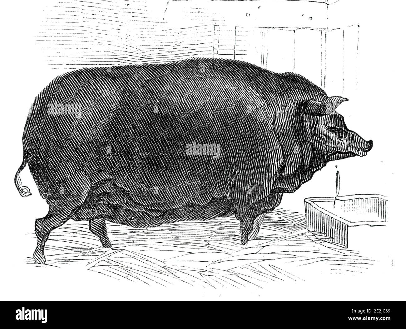 Mr. J. House's Dorsetshire Sow, 1844. Ausstellung auf dem Southampton-Treffen der Royal Agricultural Society of England. Aus "Illustrated London News", 1844, Vol Stockfoto