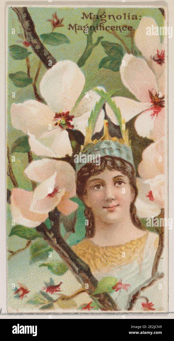 Magnolia: Magnificence, aus der Serie Floral Beauties and Language of Flowers (N75) für Zigaretten der Marke Duke, 1892. Stockfoto