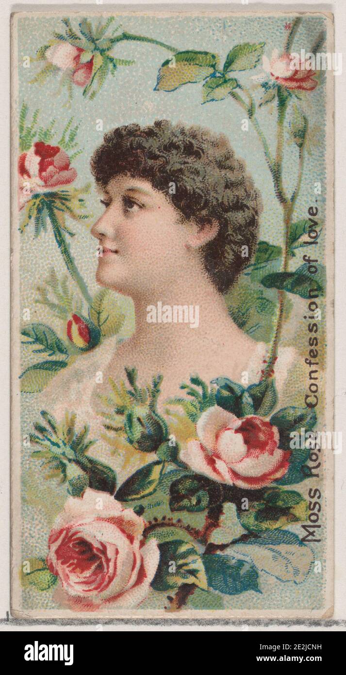 Moss Rose: Confession of Love, aus der Serie Floral Beauties and Language of Flowers (N75) für Duke Brand Cigarettes, 1892. Stockfoto