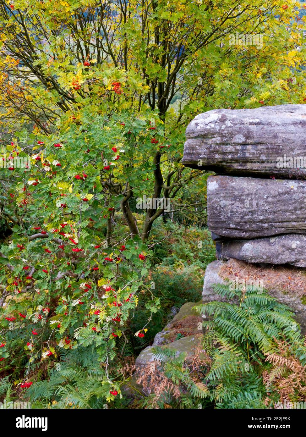 Bergasche oder Rowan Baum mit roten Beeren in spät Sommer wächst auf Froggatt Edge im Peak District National Park Derbyshire England Großbritannien Stockfoto