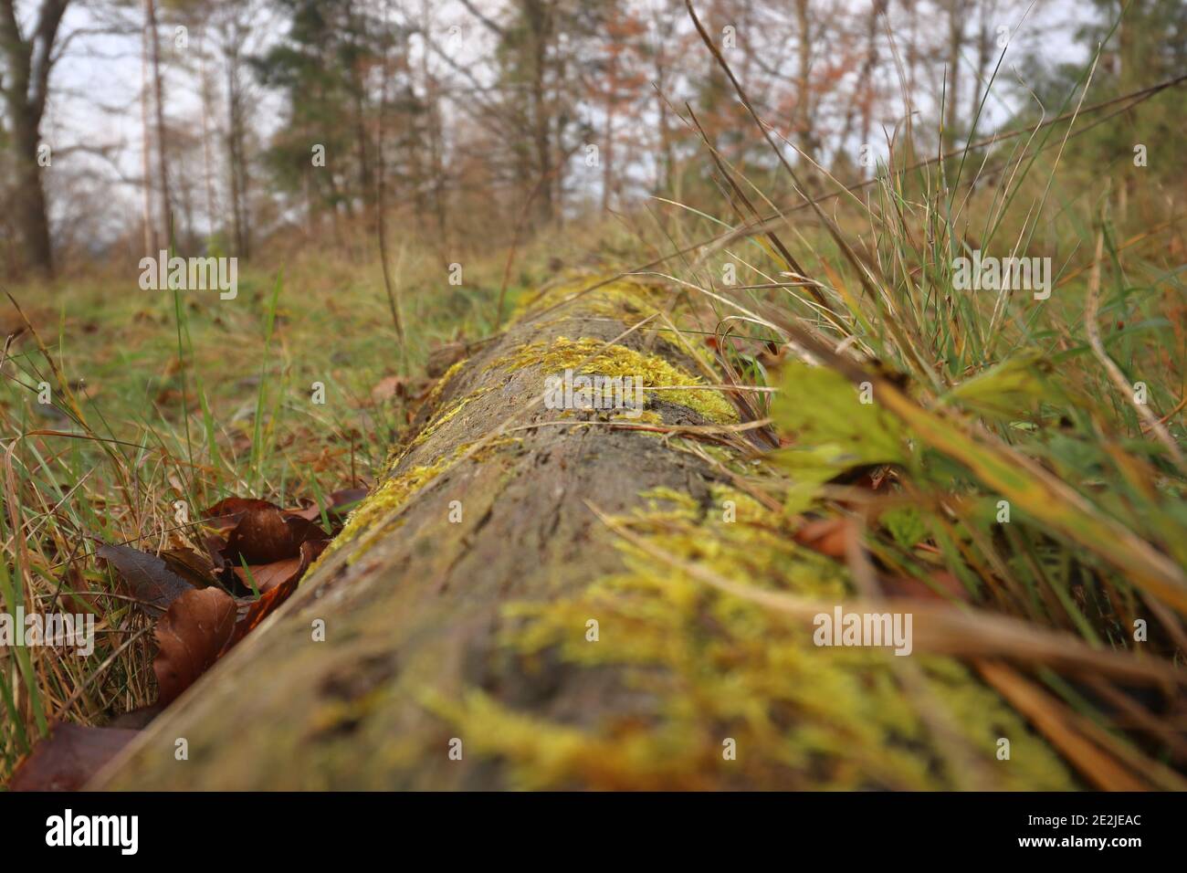 Nahaufnahme von moosigen Baumstämmen Stockfoto