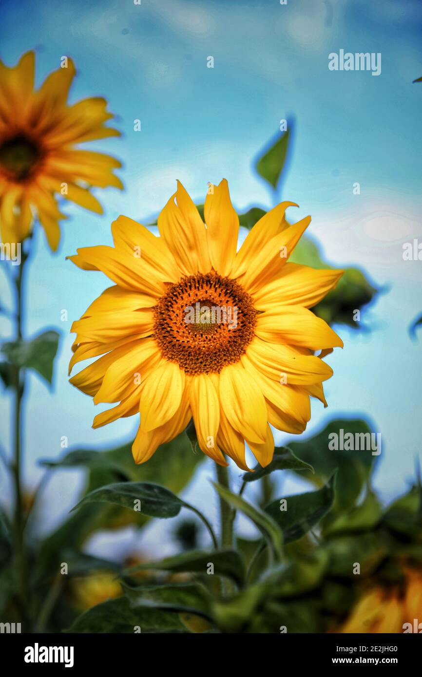 Sonnenblumen im Feld Stockfoto