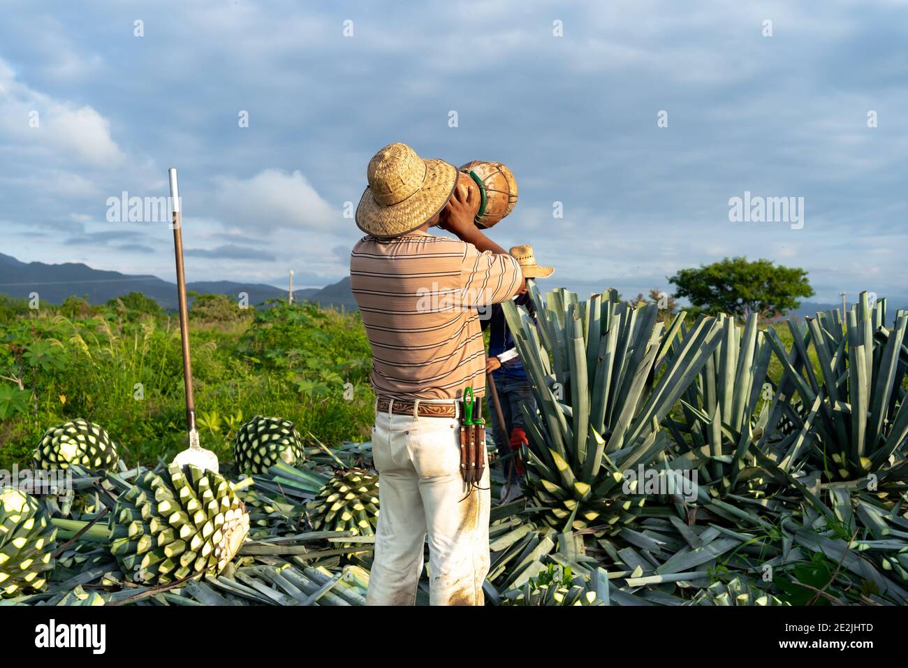 Kaktus wasser trinken -Fotos und -Bildmaterial in hoher Auflsung  Alamy