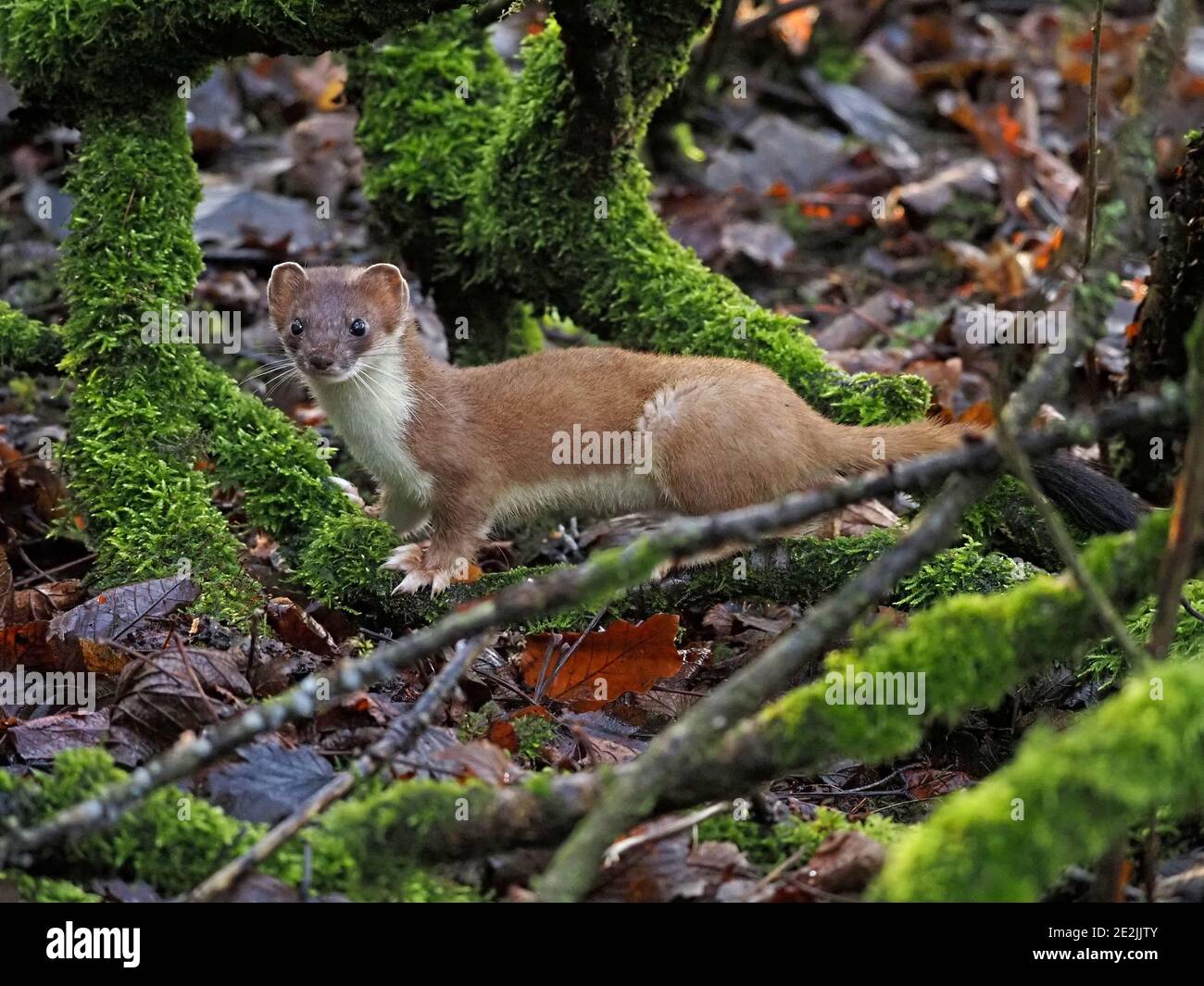 Profil in voller Länge Porträt von schönen wilden Stöat (Mustela erminea) oder Ermine, ein britischer Mustelid, im Unterholz in ländlichen Cumbria, England, Großbritannien Stockfoto