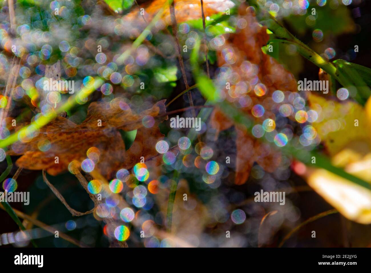 Defokussiertau tropft auf einem Spinnennetz zwischen Gras und Blätter Stockfoto
