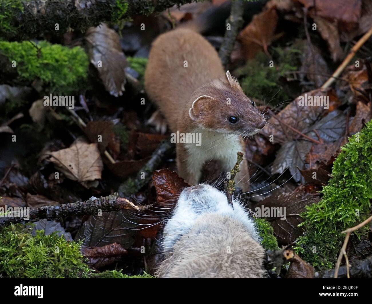 Schöne wilde Stau (Mustela erminea) oder Hermelin mit großen erwachsenen Kaninchen Beute gerade in ländlichen Cumbria, England, Großbritannien gefangen Stockfoto
