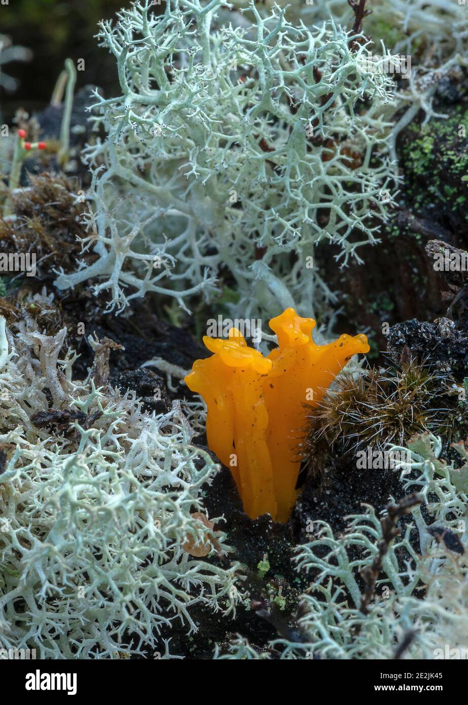 Ein Pilz, Gelber Stagshorn, Calocera viscosa, wächst unter Flechten auf Kiefernstumpf. Stockfoto