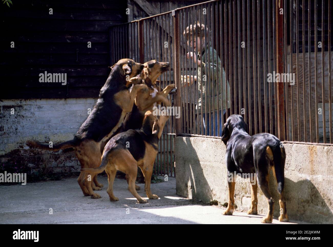 Bluthunde springen in Aufregung Grüßende Besitzer Stockfoto