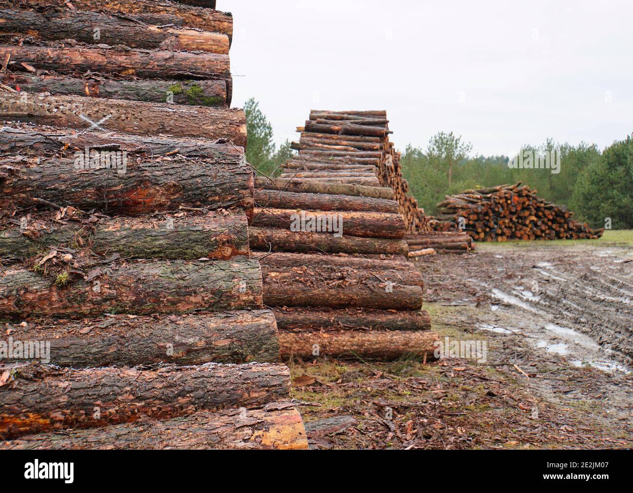 Drei Stapel von gefelltem Nadelholz. Waldbau in Deutschland. Der erste Holzstapel ist scharf, die anderen im Hintergrund verschwommen. Waldbewirtschaftung Stockfoto