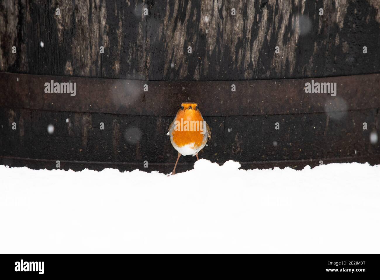 robin Bird (Erithacus rubecula) steht im Winter im Schnee vor dem Whisky-Fass - Schottland, Großbritannien Stockfoto