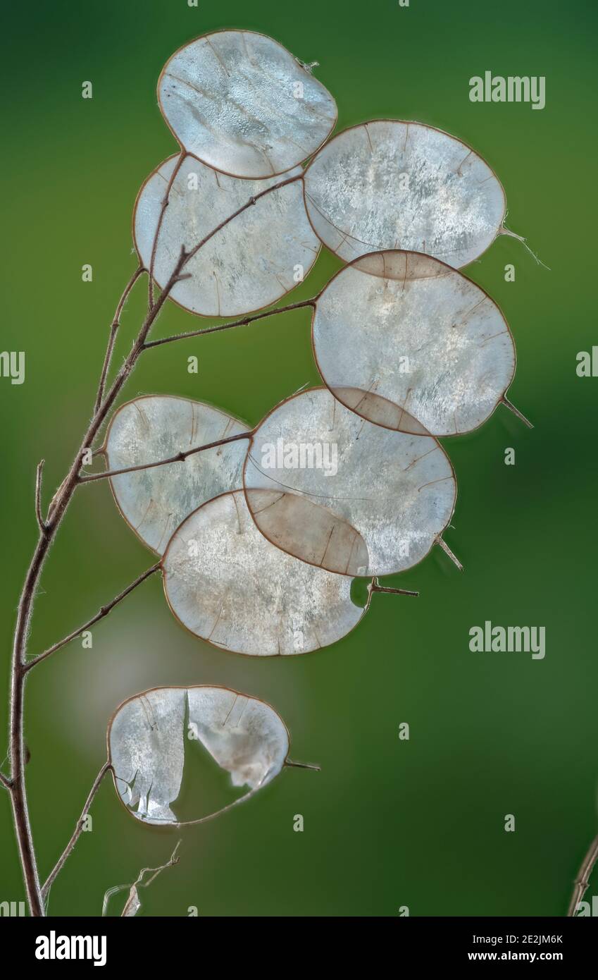 Ehrlichkeit, Lunaria annua, mit getrockneten Früchten oder Silikeln im Spätherbst. Stockfoto