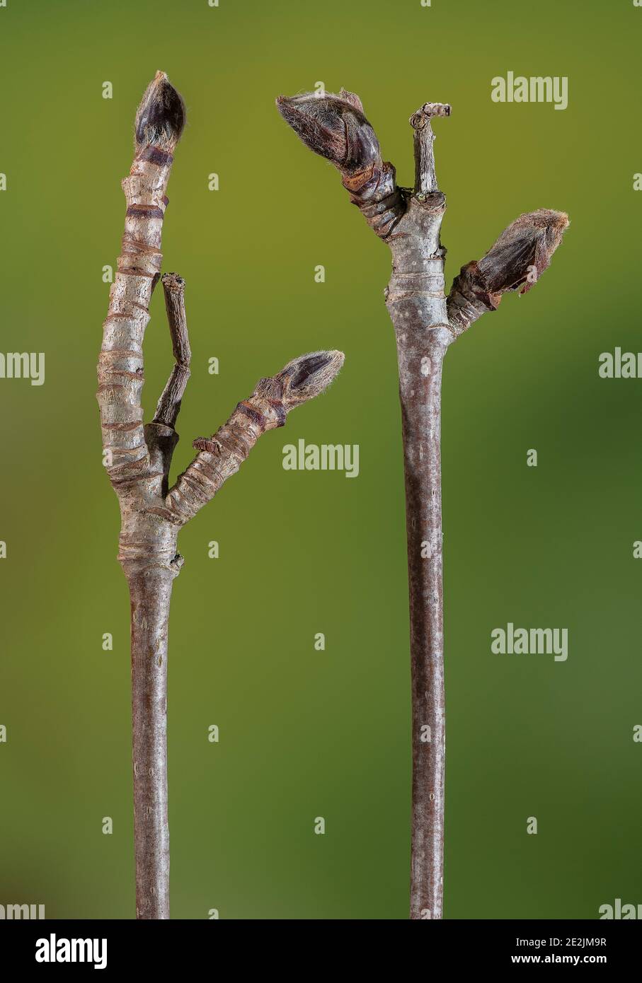 Rowan, Sorbus aucuparia, Zweige und Knospen im frühen Winter. Stockfoto