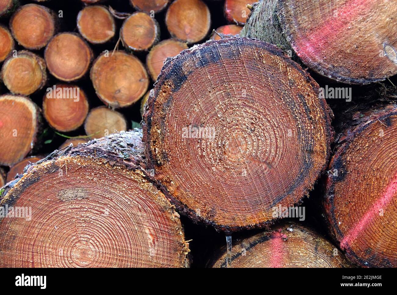 Zwei Holzstapel. Eine scharfe und eine verschwommen. Stapel von gefelltem Nadelholz. Waldbewirtschaftung in Deutschland. Farben: goldbraun, etwas rot und schwarz Stockfoto