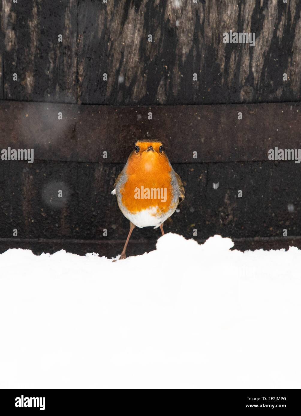 robin Bird (Erithacus rubecula) steht im Winter im Schnee vor dem Whisky-Fass - Schottland, Großbritannien Stockfoto