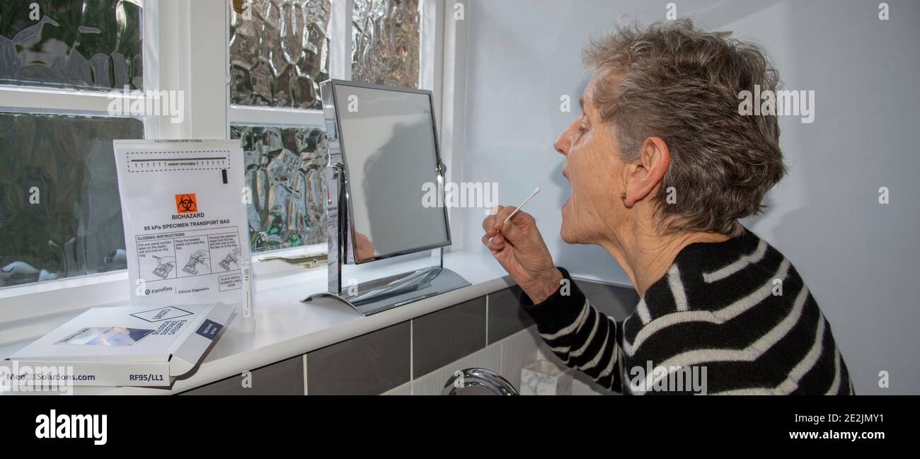 England, Großbritannien. 2021. Ältere Frau mit einem Tupfer aus dem Coronavirus Home Test Kit im Begriff, die Nasel und Rachenabstrich Test während der Suche in einem mi Stockfoto