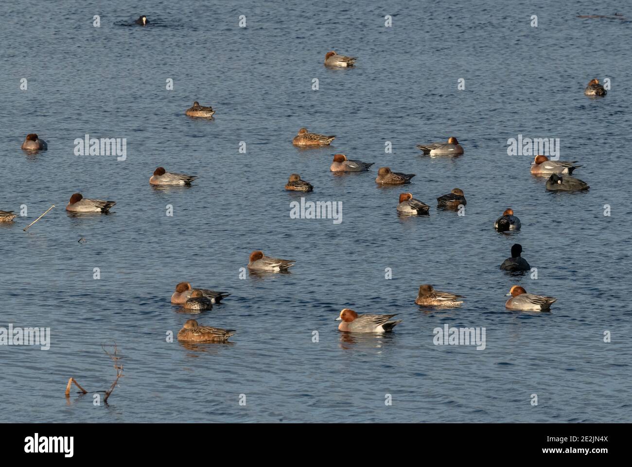 Schar von Kerker, Mareca penelope, auf einem See an der Ham Wall, RSPB Reserve, Somerset Levels, Avalon, Somerset, Stockfoto