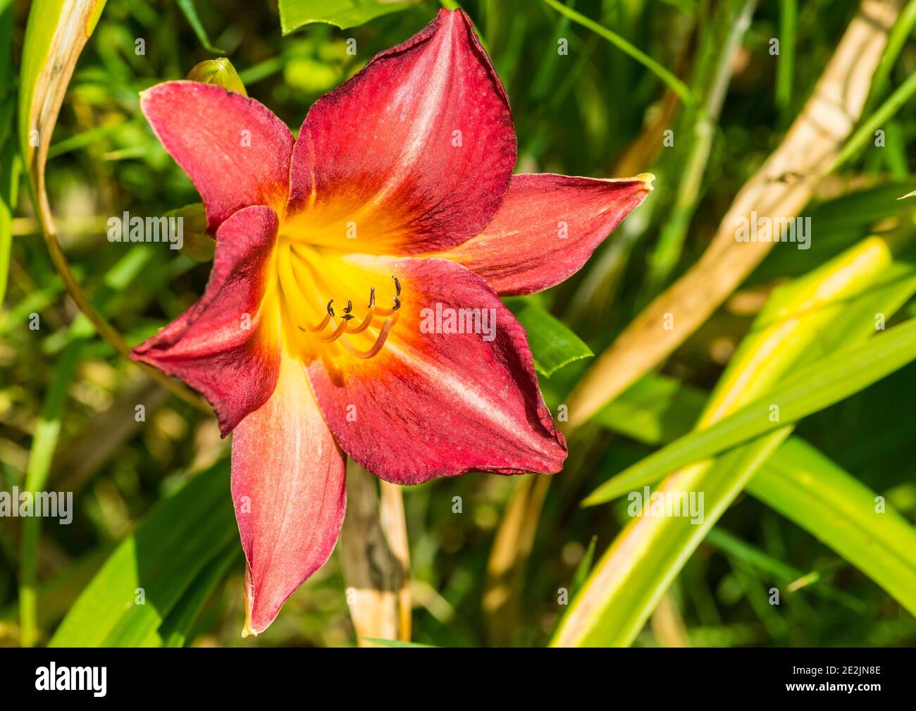 Eine Makroaufnahme eines daylily Chicago kirsche Blüte. Stockfoto