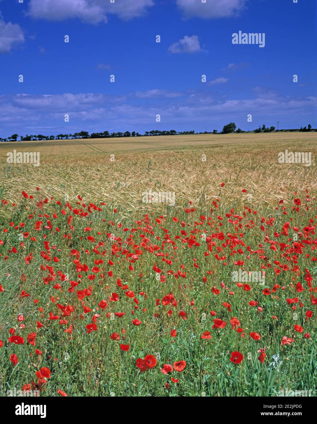 Vereinigtes Königreich. England. Norfolk. Querformat. In Der Nähe Von Hunstanton. Mohnblumen am Rande des Gerstenfeldes. Stockfoto Vereinigtes Königreich. England. Norfolk. Querformat. In Der Nähe Von Hunstanton. Mohnblumen am Rande des Gerstenfeldes. Stockfoto