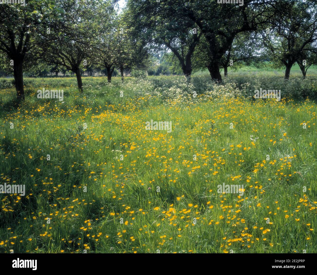 Vereinigtes Königreich. England. Herefordshire. In Der Nähe Von Much Marcle. Apfelgarten. Stockfoto